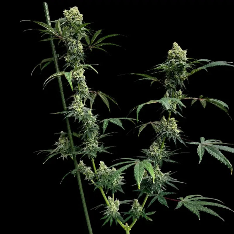 Zitro© fem terpyz feminized cannabis seeds new releases!