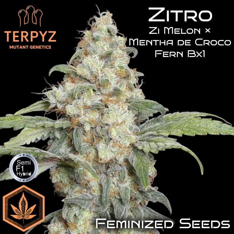 Zitro© semi-f1 fem terpyz mutant genetics feminized