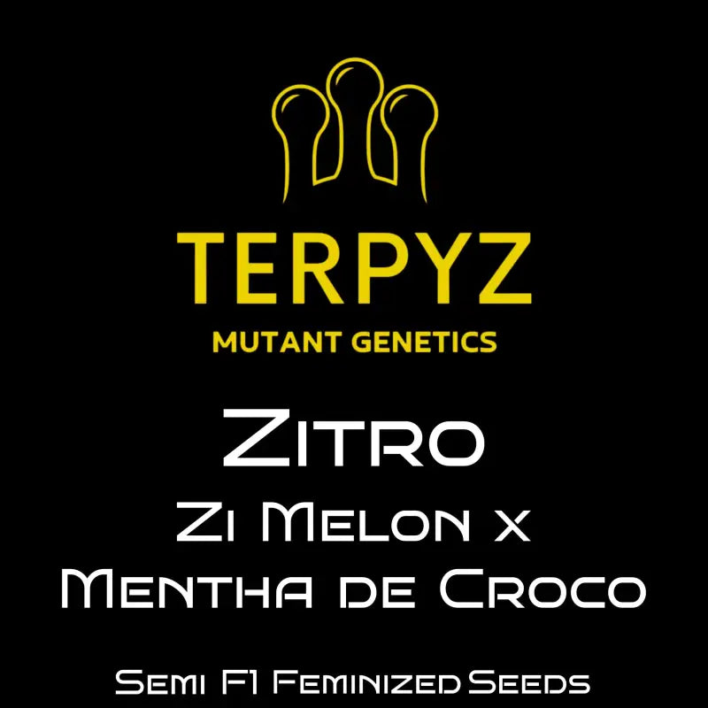 Zitro© fem terpyz feminized cannabis seeds feminised