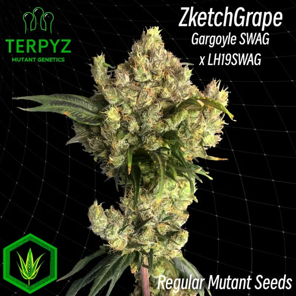 Zketchgrape© swag reg terpyz mutant genetics cannabis seeds
