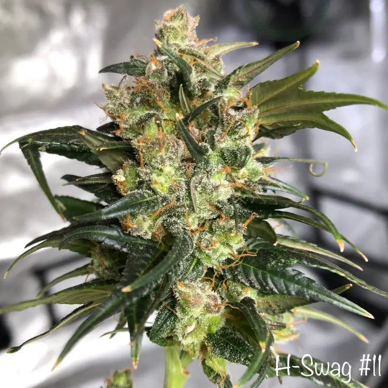 Zketchgrape© swag reg terpyz mutant genetics sold out!