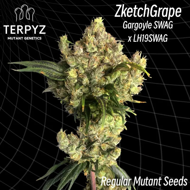 Zketchgrape ’smooth-edged webbed leaves’ (regular