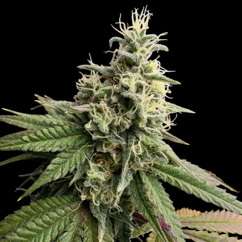 Ztrawberry chems© fem terpyz upcoming strains