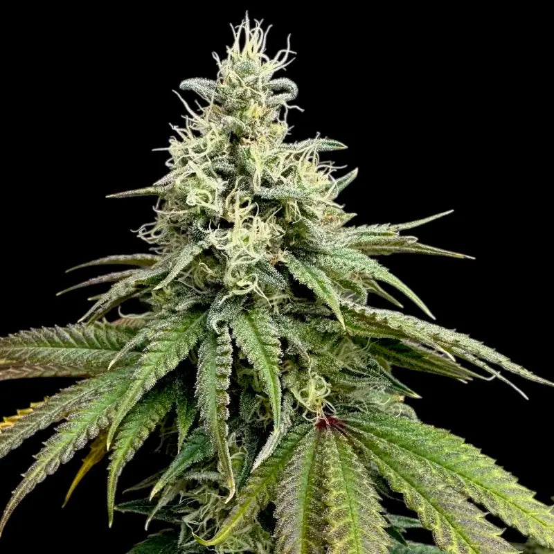 Ztrawberry chems© fem terpyz upcoming strains