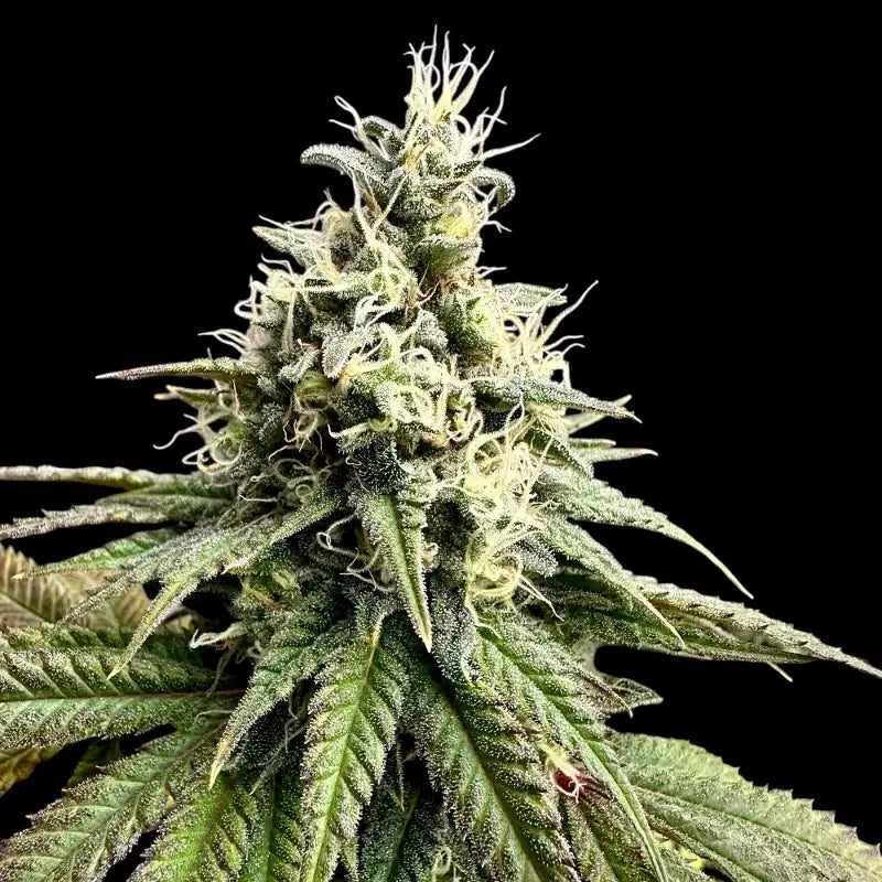 Ztrawberry chems© fem terpyz upcoming strains