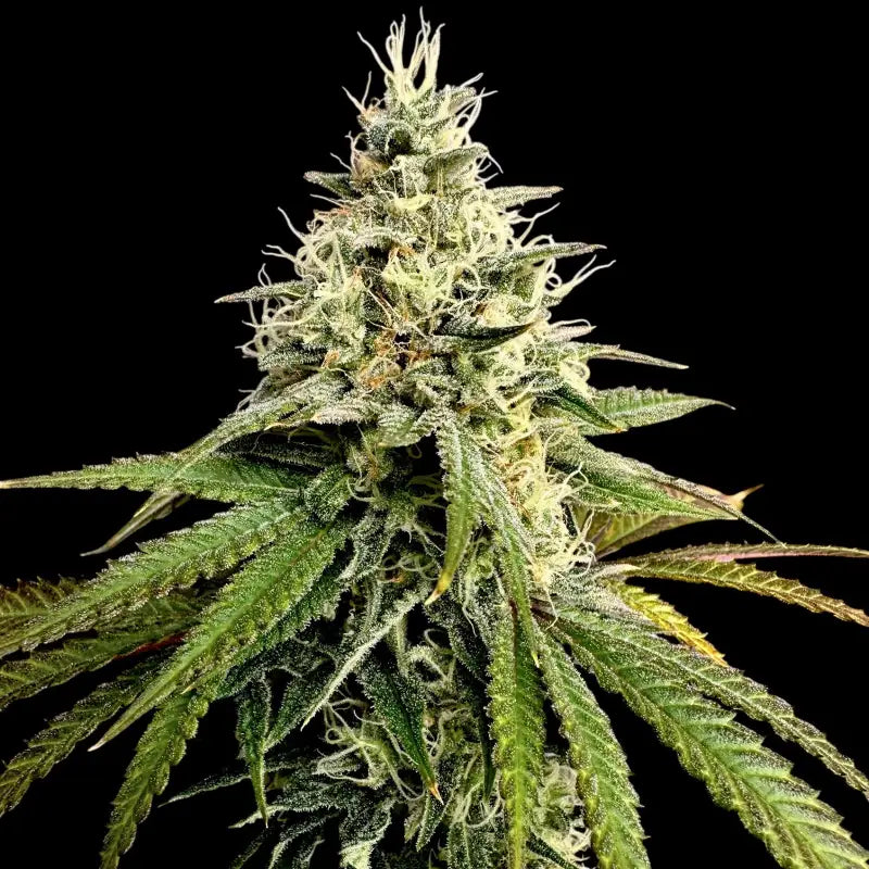 Ztrawberry chems© fem terpyz upcoming strains