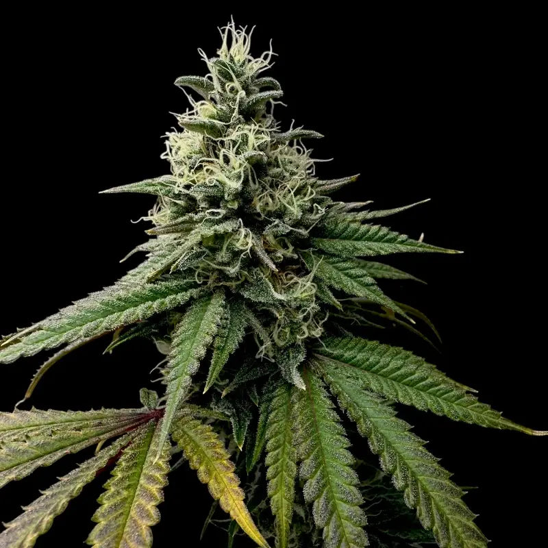 Ztrawberry chems© fem terpyz upcoming strains