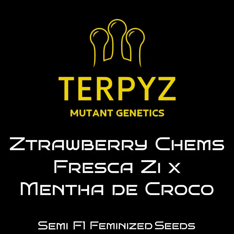 Ztrawberry chems terpyz upcoming strains